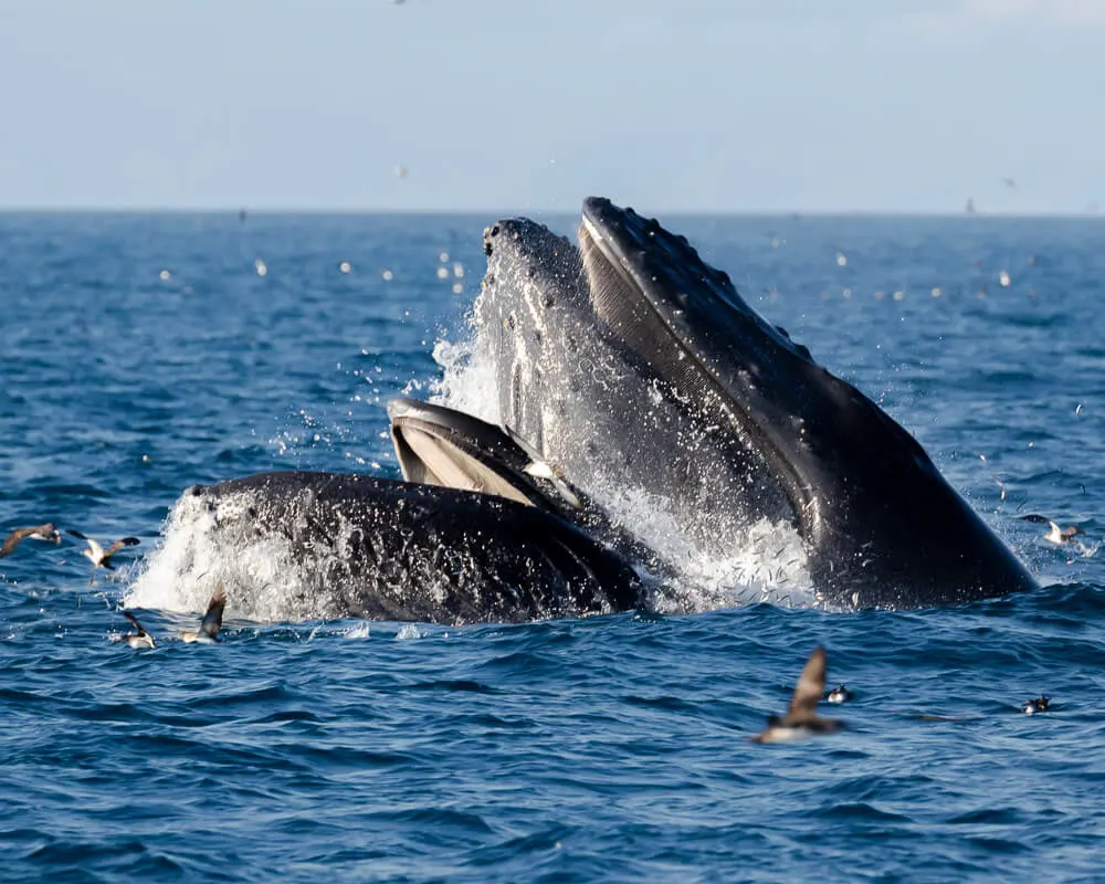 Channel Islands National Park near Oxnard California